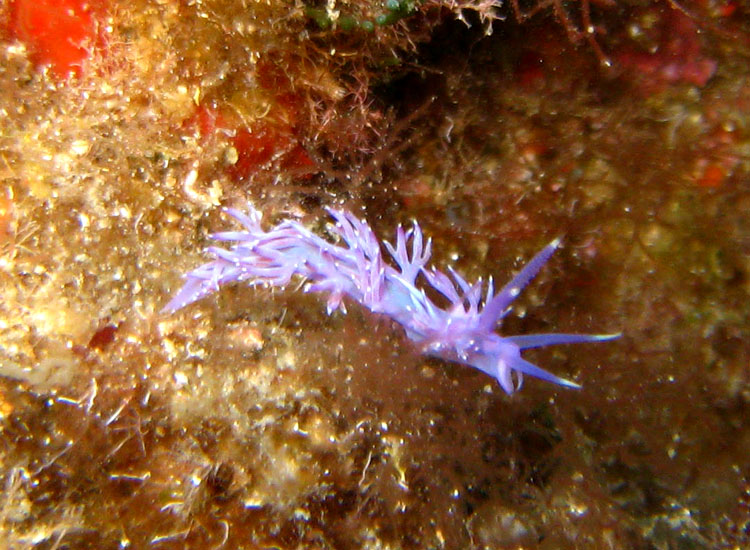 Flabellina affinis